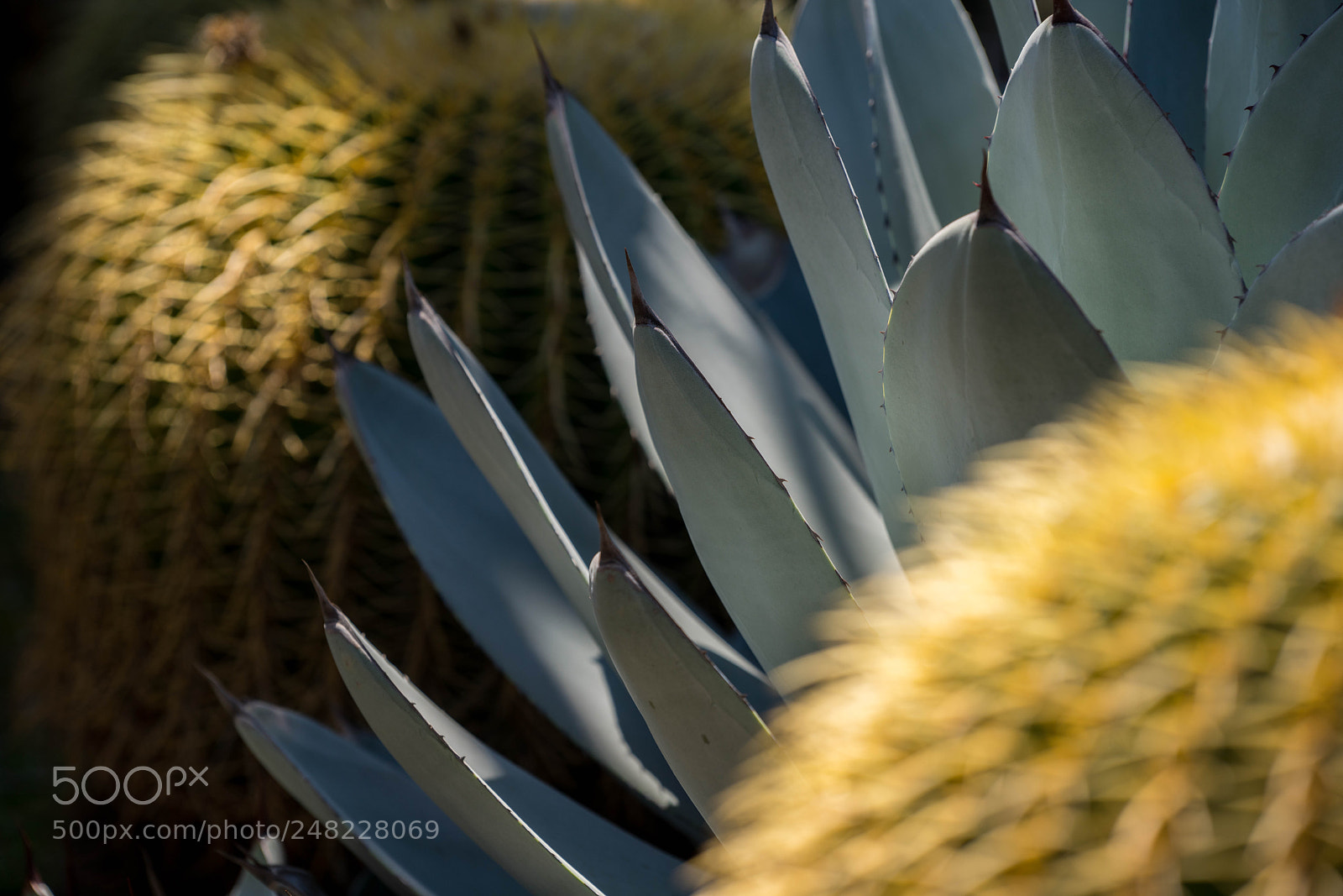 Sony a7R III sample photo. Texure photography