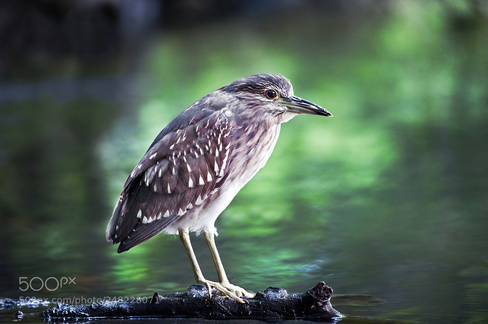 Nikon D700 sample photo. 夜鷺, night-heron photography