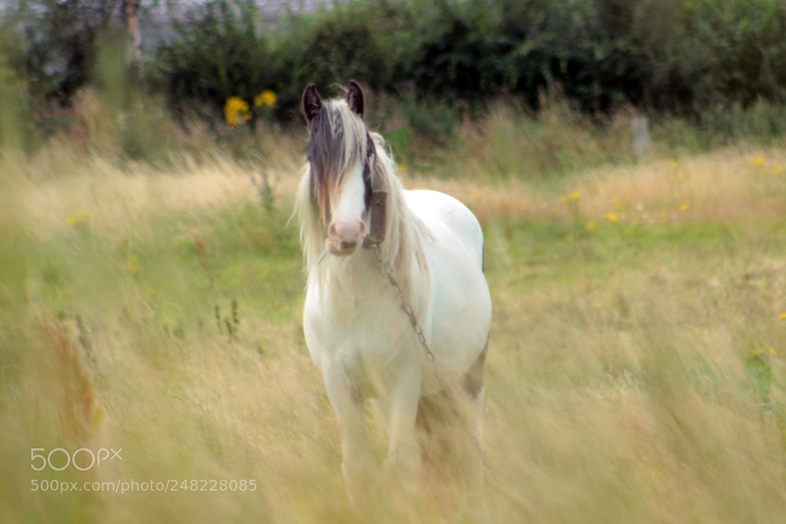Canon EOS 600D (Rebel EOS T3i / EOS Kiss X5) sample photo. White horse photography