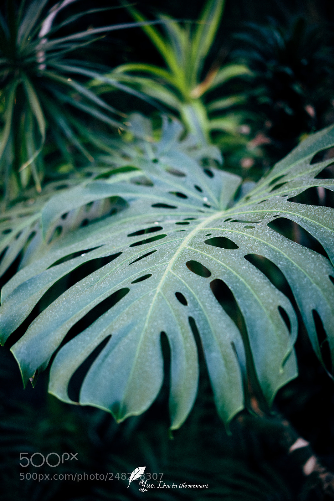 Sony a7R II sample photo. Monstera deliciosa photography