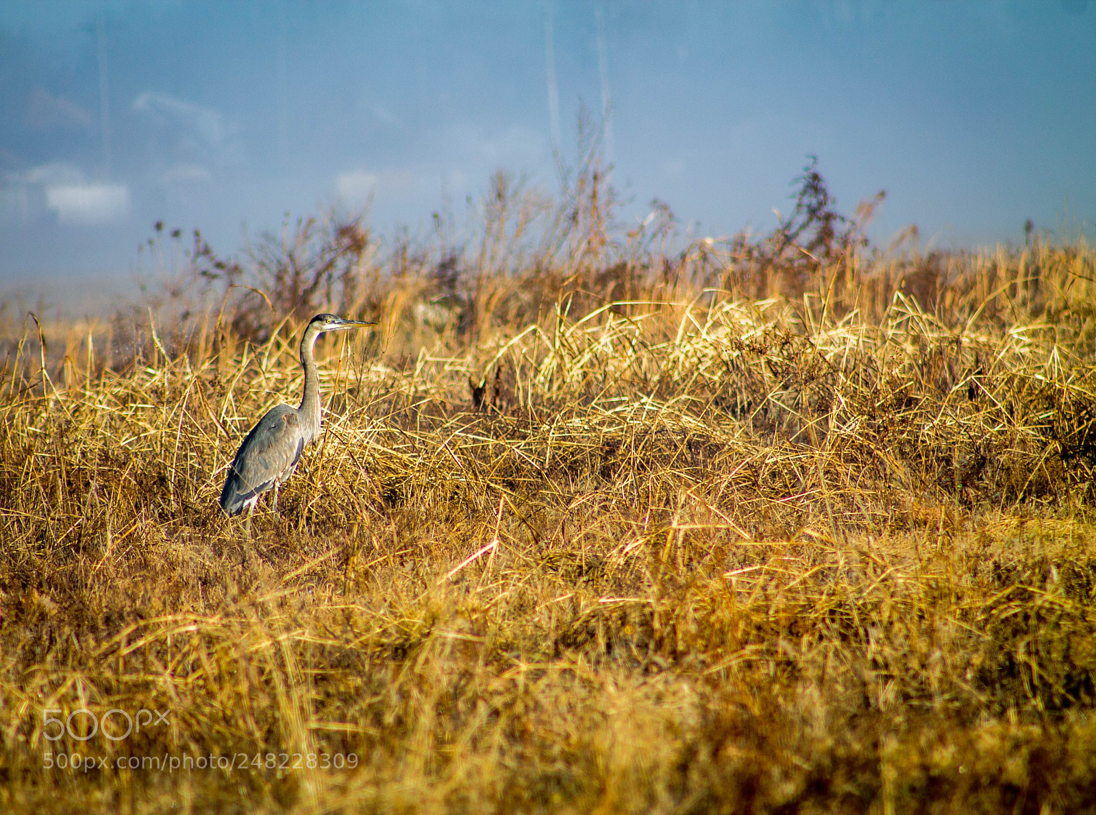 Canon EOS 1100D (EOS Rebel T3 / EOS Kiss X50) sample photo. Crane in the grass photography
