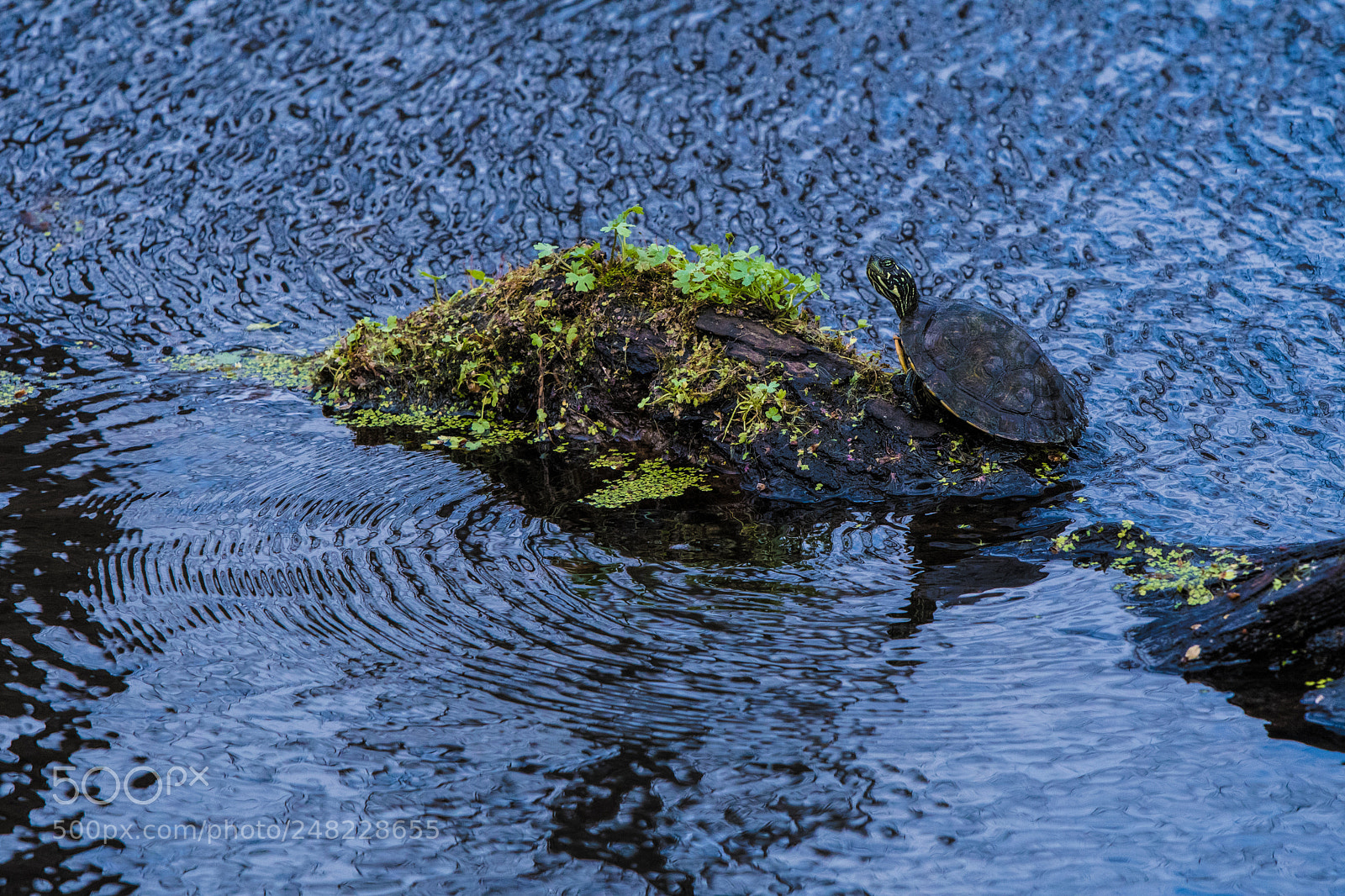 Nikon D500 sample photo. Little guy that i photography