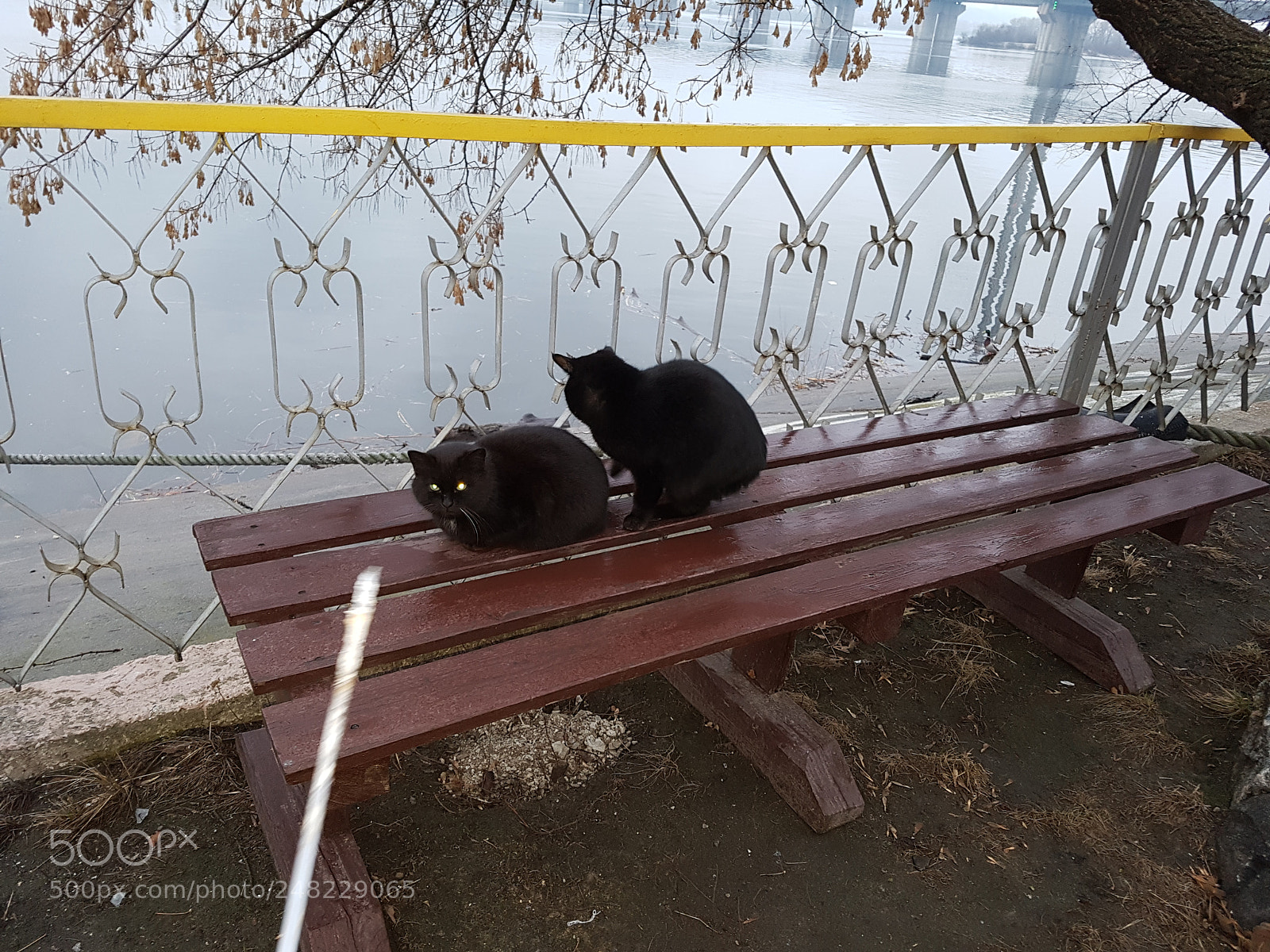 Samsung Galaxy S7 sample photo. Kyiv cats photography
