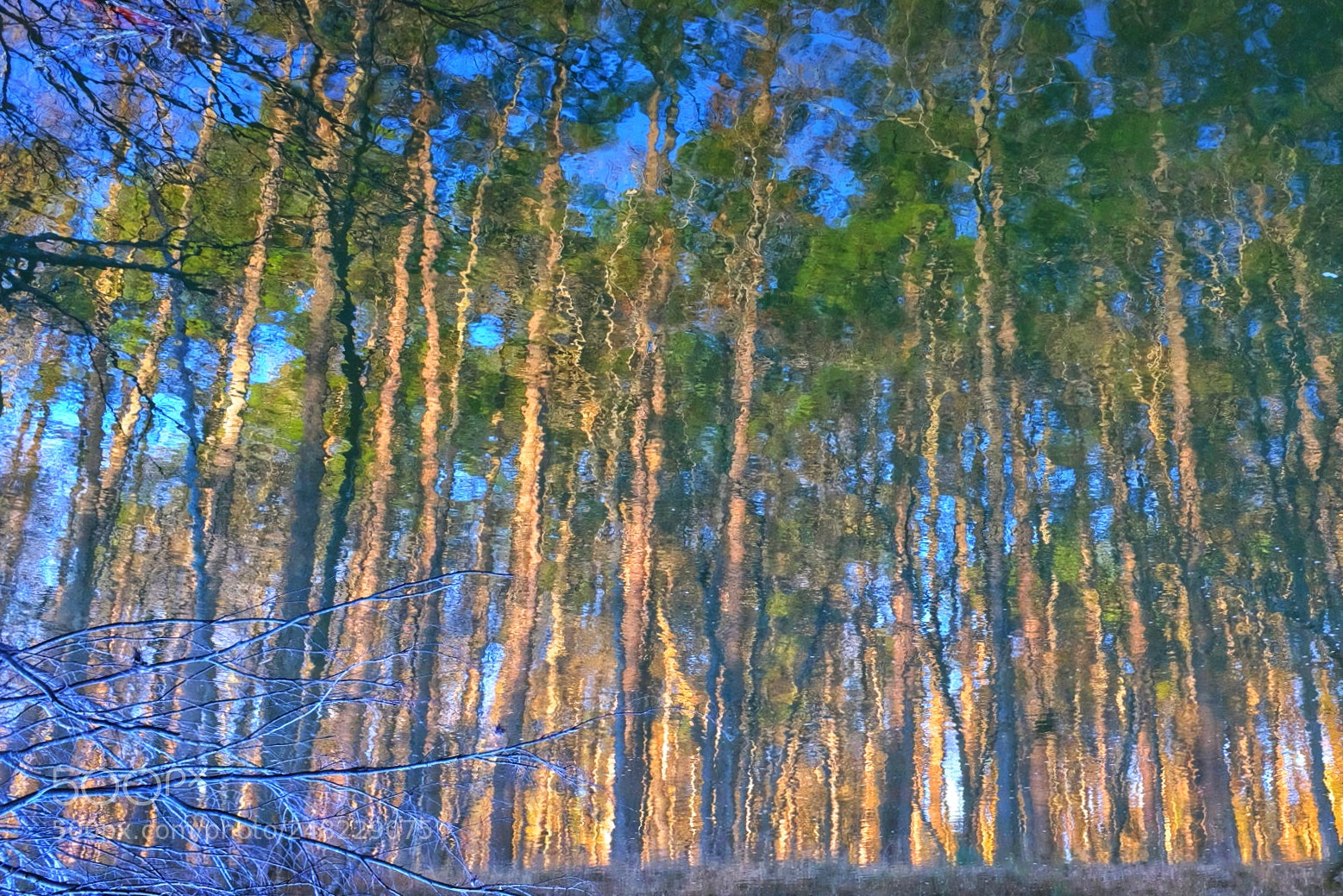 Fujifilm X100S sample photo. Fantasy forest photography