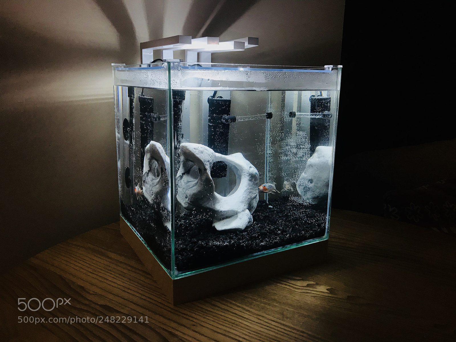 Apple iPhone 7 sample photo. Fish tank photography