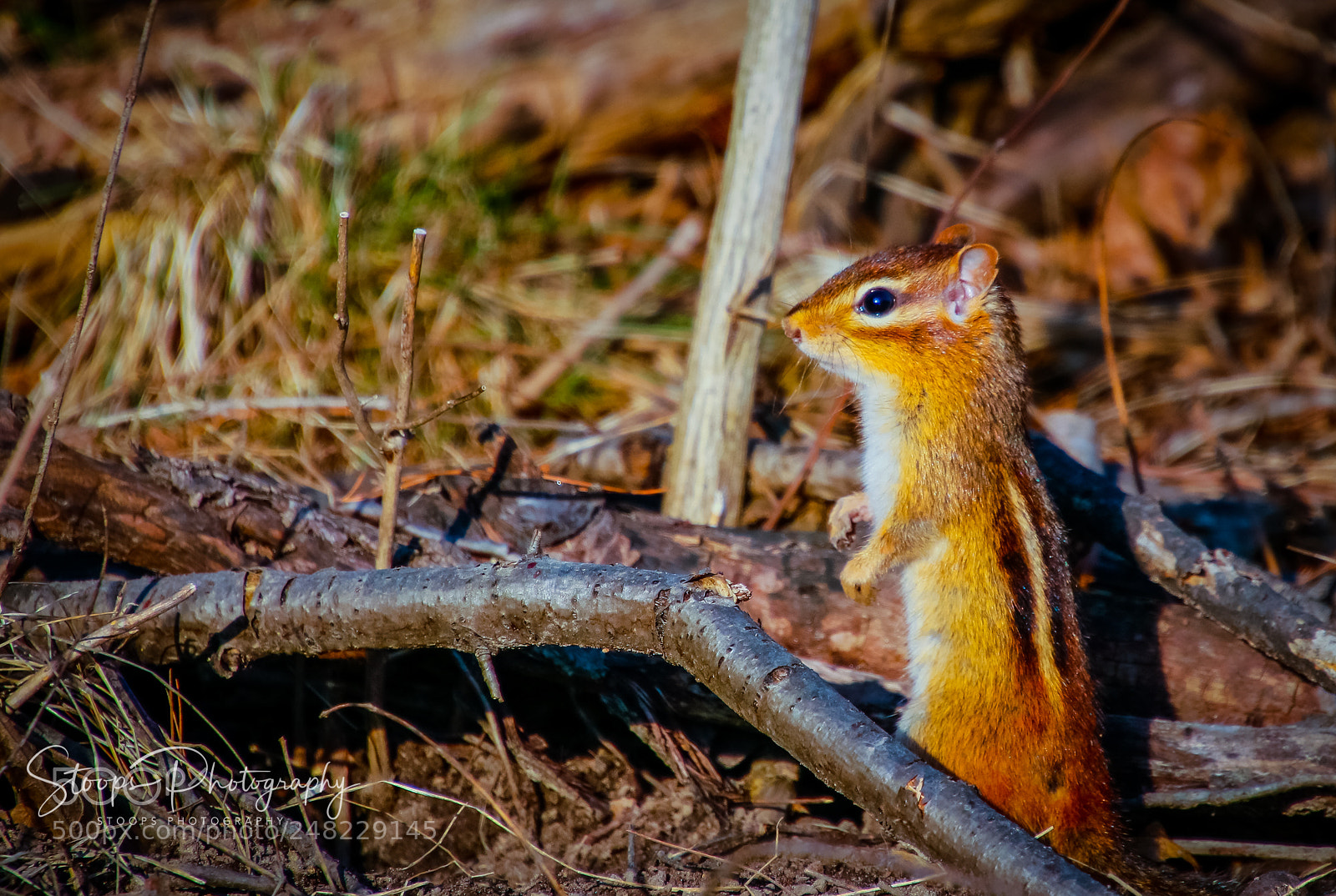 Canon EOS 80D sample photo. Standing tall edited mg photography