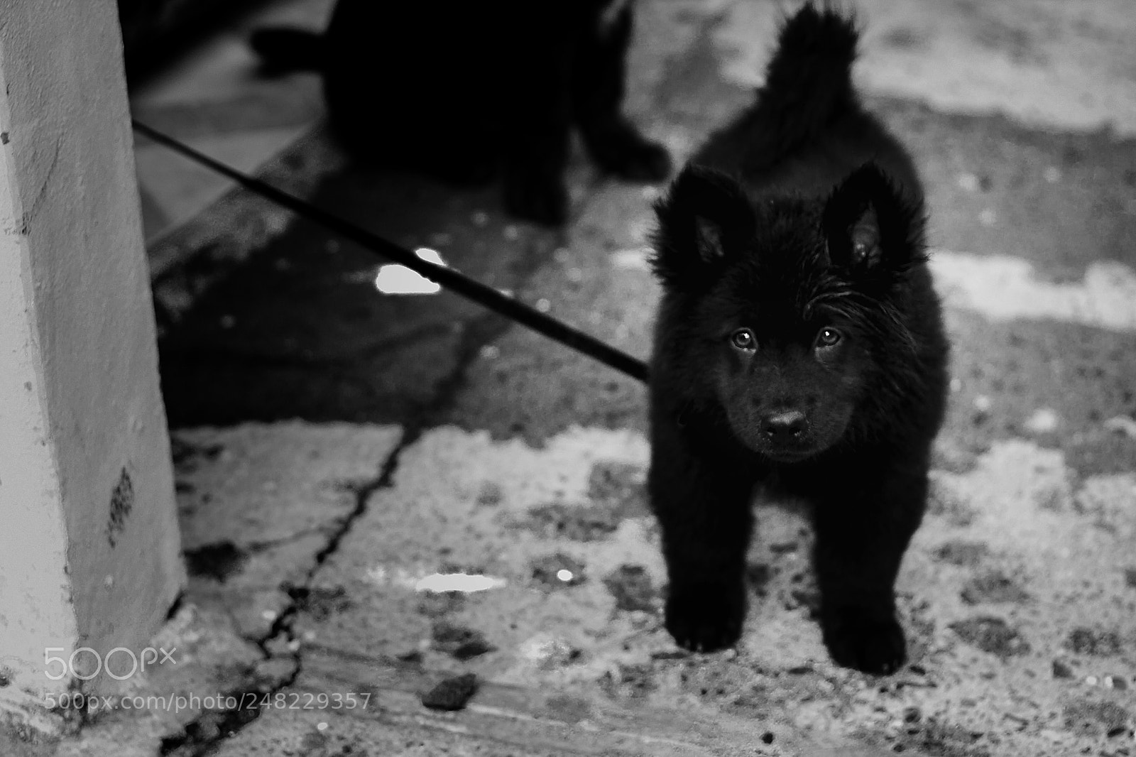 Canon EOS 1100D (EOS Rebel T3 / EOS Kiss X50) sample photo. Chained puppy photography