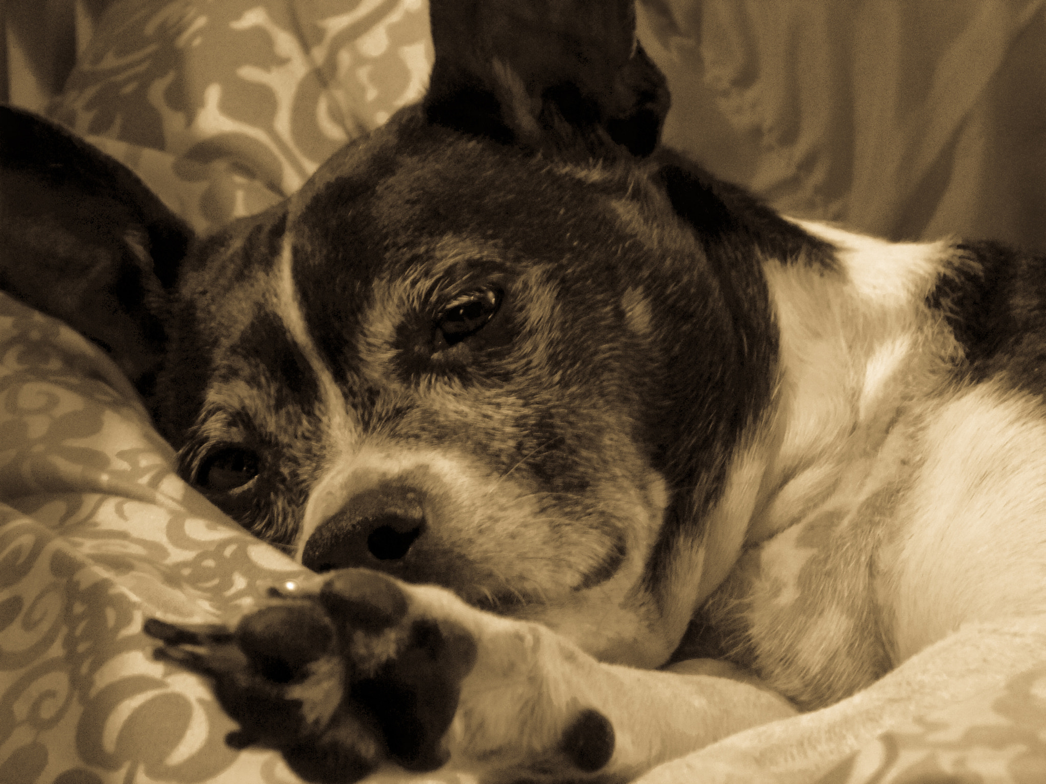 GENERAL IMAGING CO. X400 sample photo. You can't teach an old dog new tricks photography