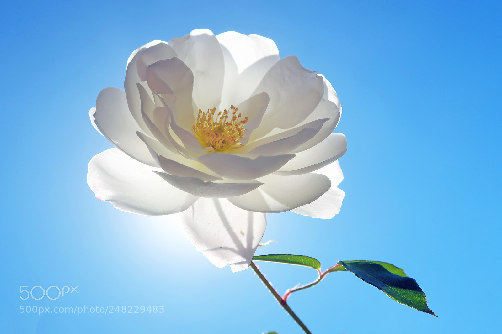 Canon PowerShot G7 X Mark II sample photo. Rose photography