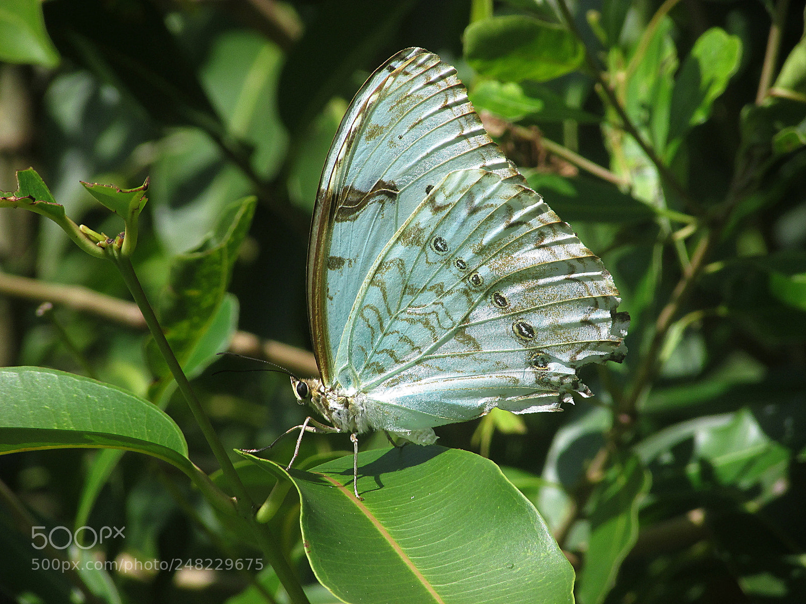 Canon PowerShot SX400 IS sample photo. Butterfly photography