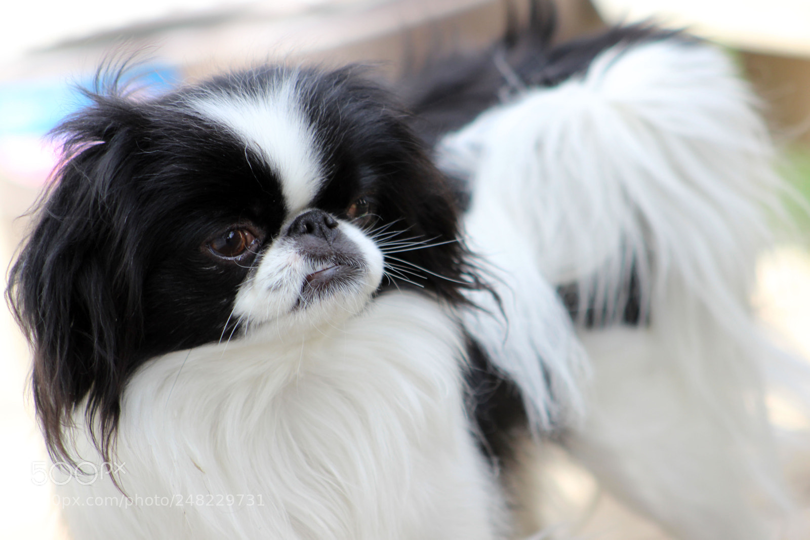 Canon EOS 600D (Rebel EOS T3i / EOS Kiss X5) sample photo. Fluffy photography