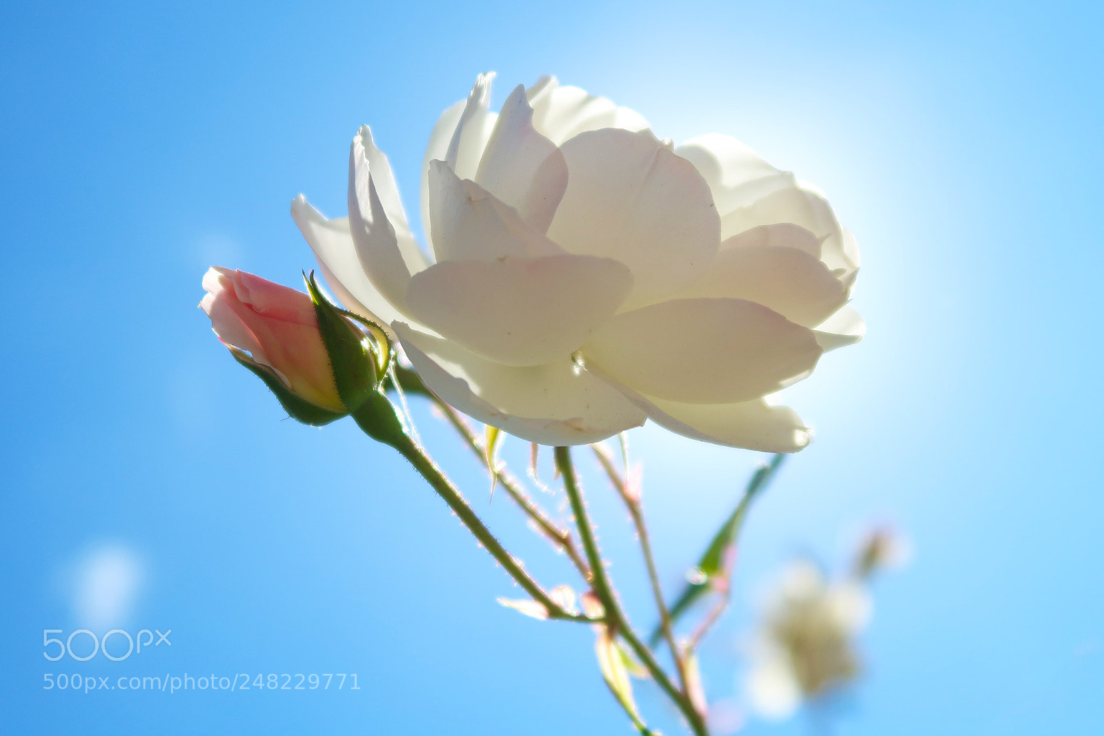 Canon PowerShot G7 X Mark II sample photo. Rose photography