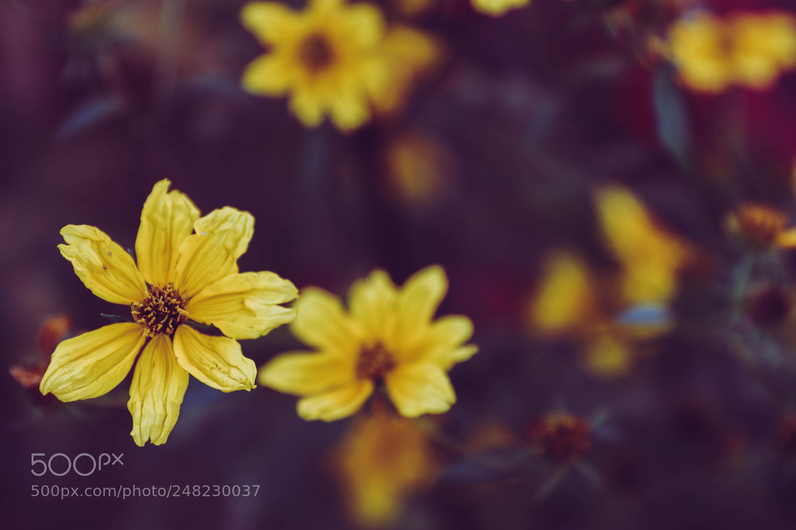 Canon EOS 80D sample photo. Weeds of wisdom photography