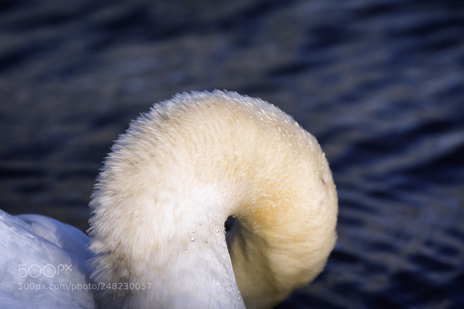 Nikon D7100 sample photo. Swan neck photography