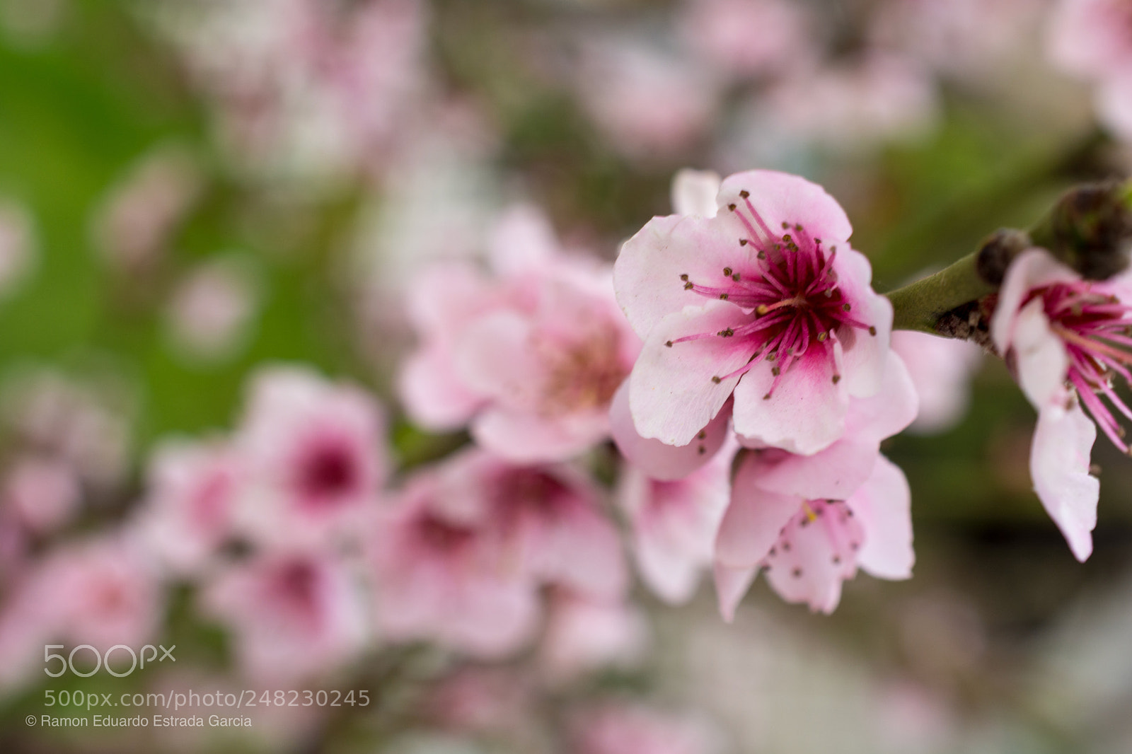 Nikon D7100 sample photo. Peach blossom photography