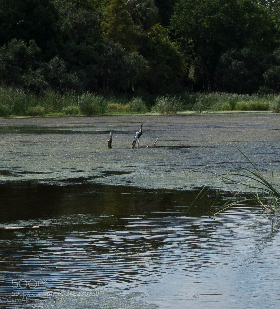 Sony a7R II sample photo. Magnolia plantation photography