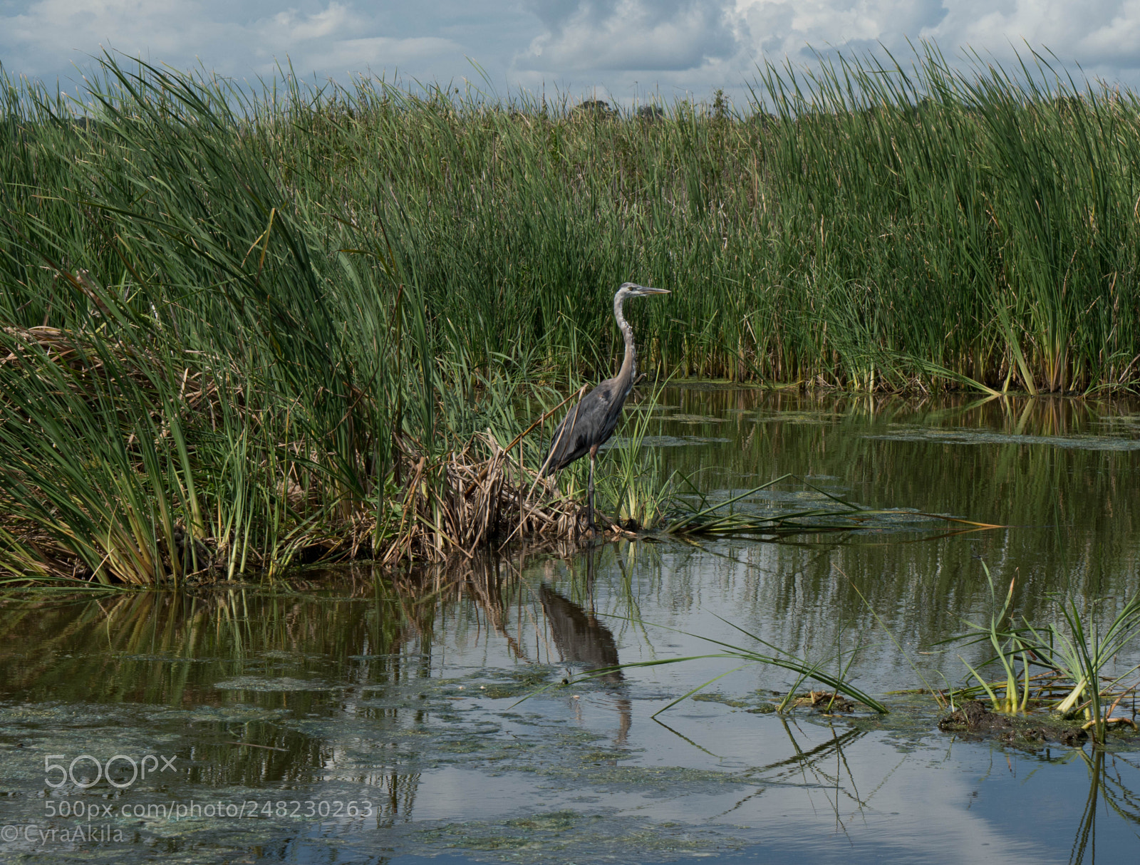 Sony a7R II sample photo. Magnolia plantation photography