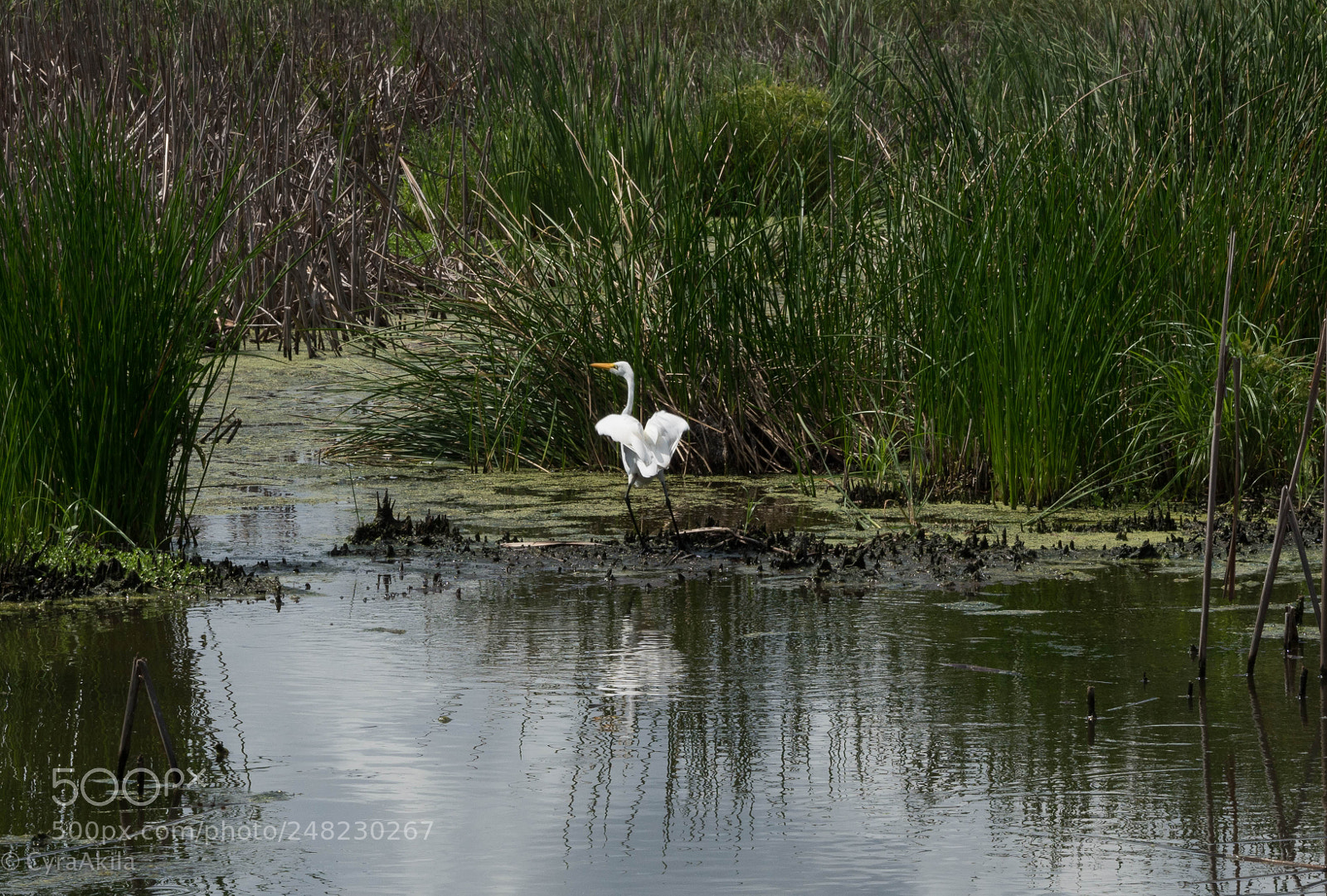 Sony a7R II sample photo. Magnolia plantation photography