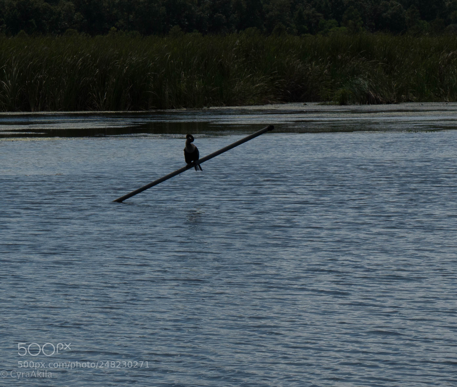 Sony a7R II sample photo. Magnolia plantation photography