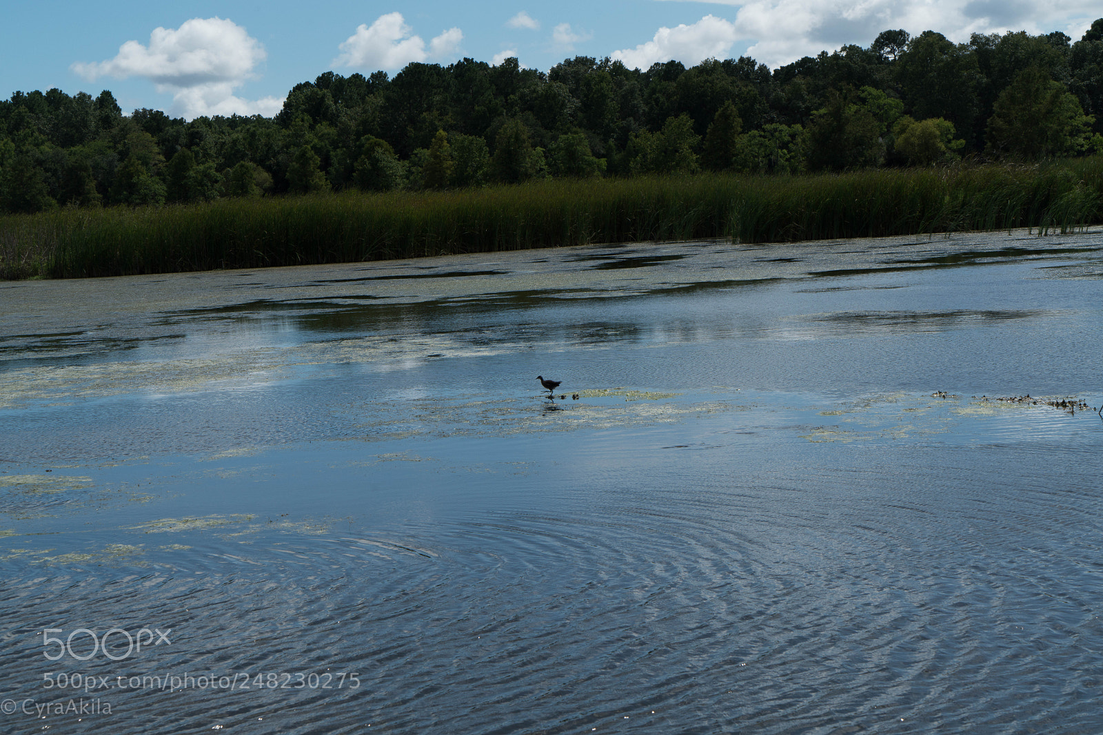 Sony a7R II sample photo. Magnolia plantation photography