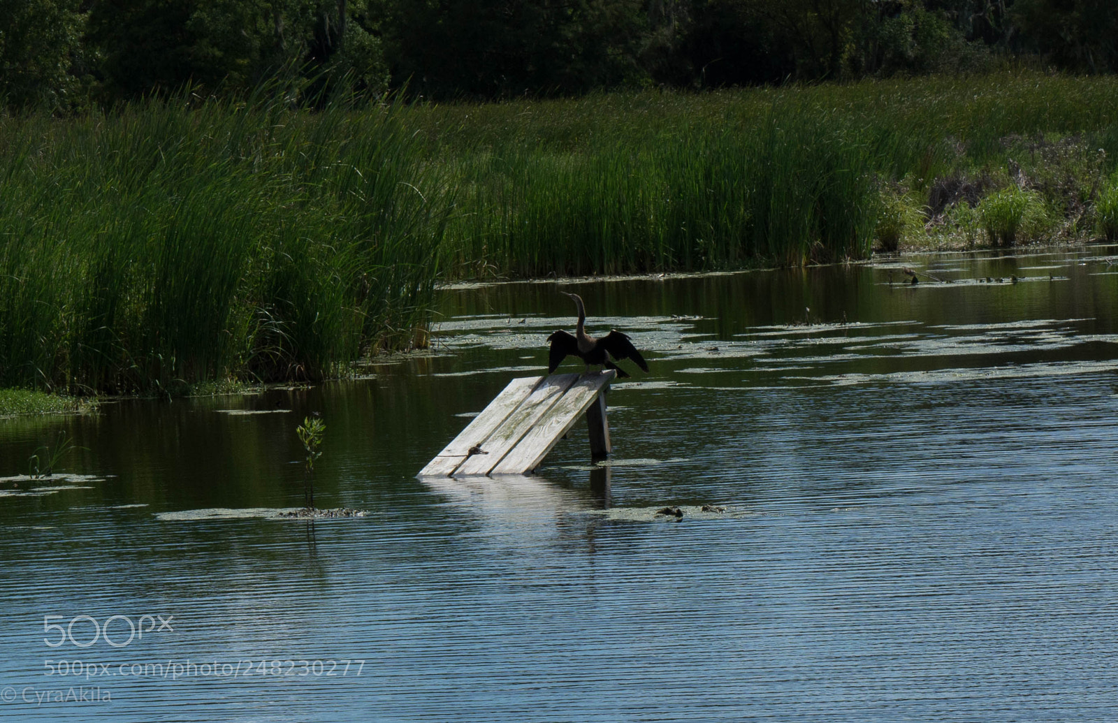 Sony a7R II sample photo. Magnolia plantation photography