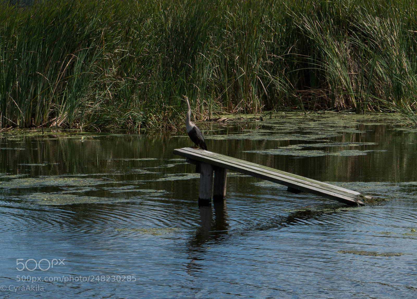 Sony a7R II sample photo. Magnolia plantation photography