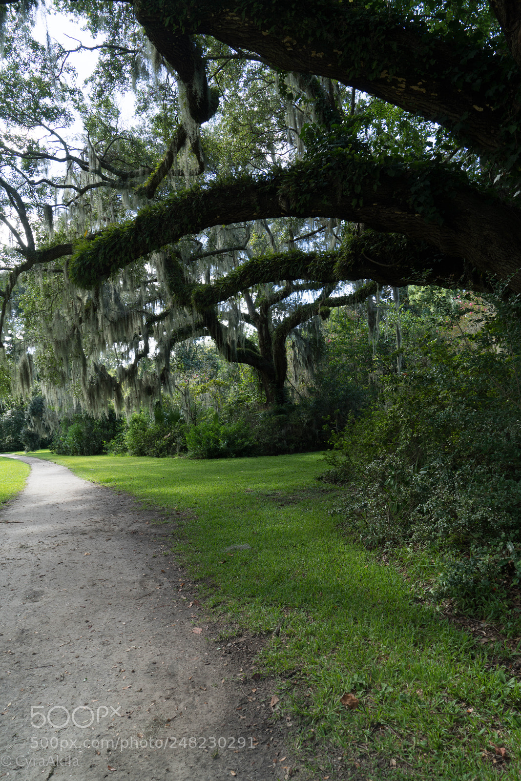 Sony a7R II sample photo. Magnolia plantation photography