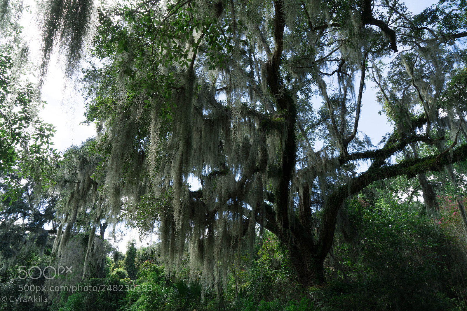 Sony a7R II sample photo. Magnolia plantation photography