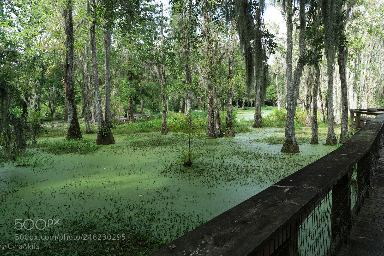 Sony a7R II sample photo. Magnolia plantation photography