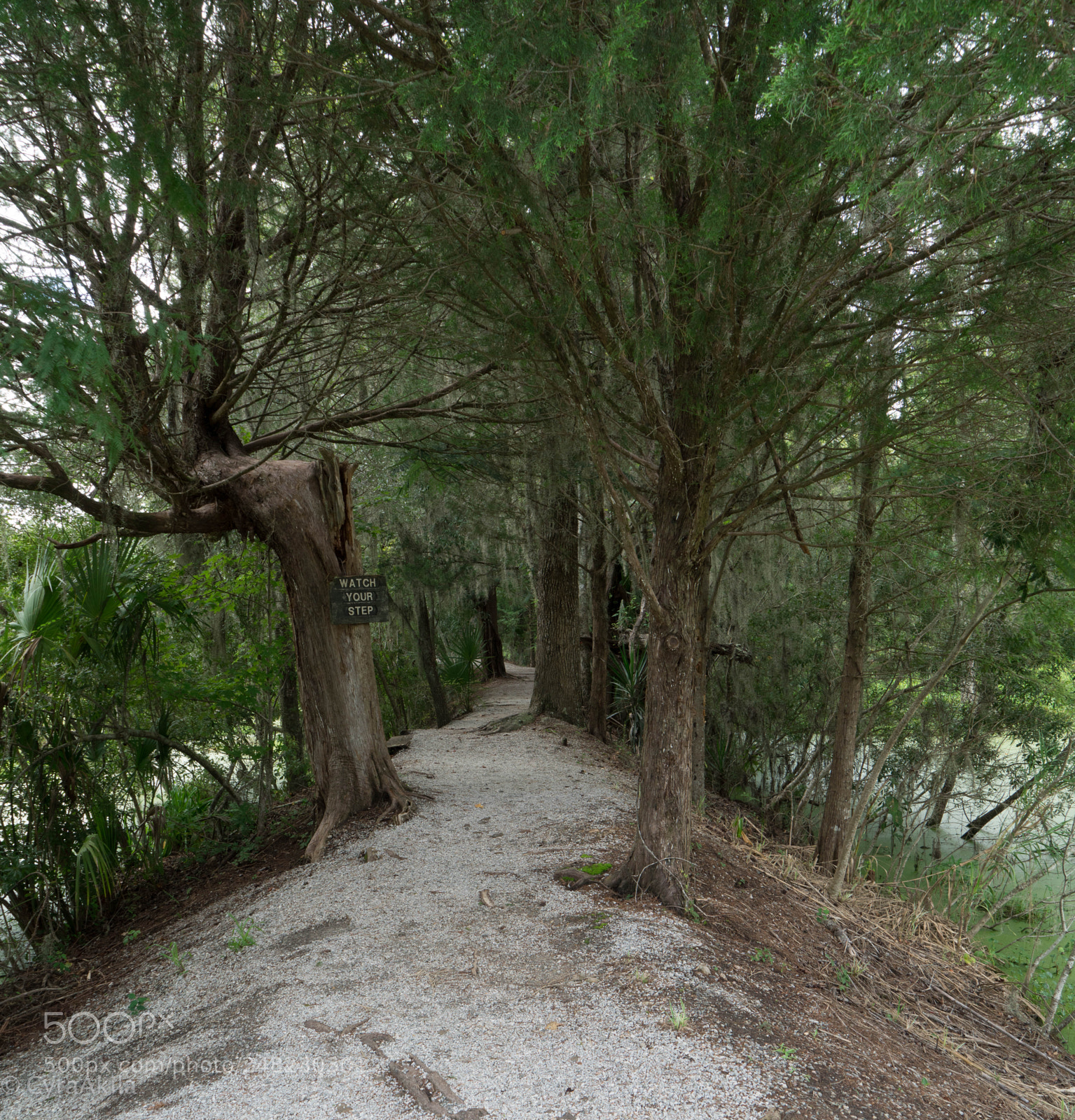 Sony a7R II sample photo. Magnolia plantation photography