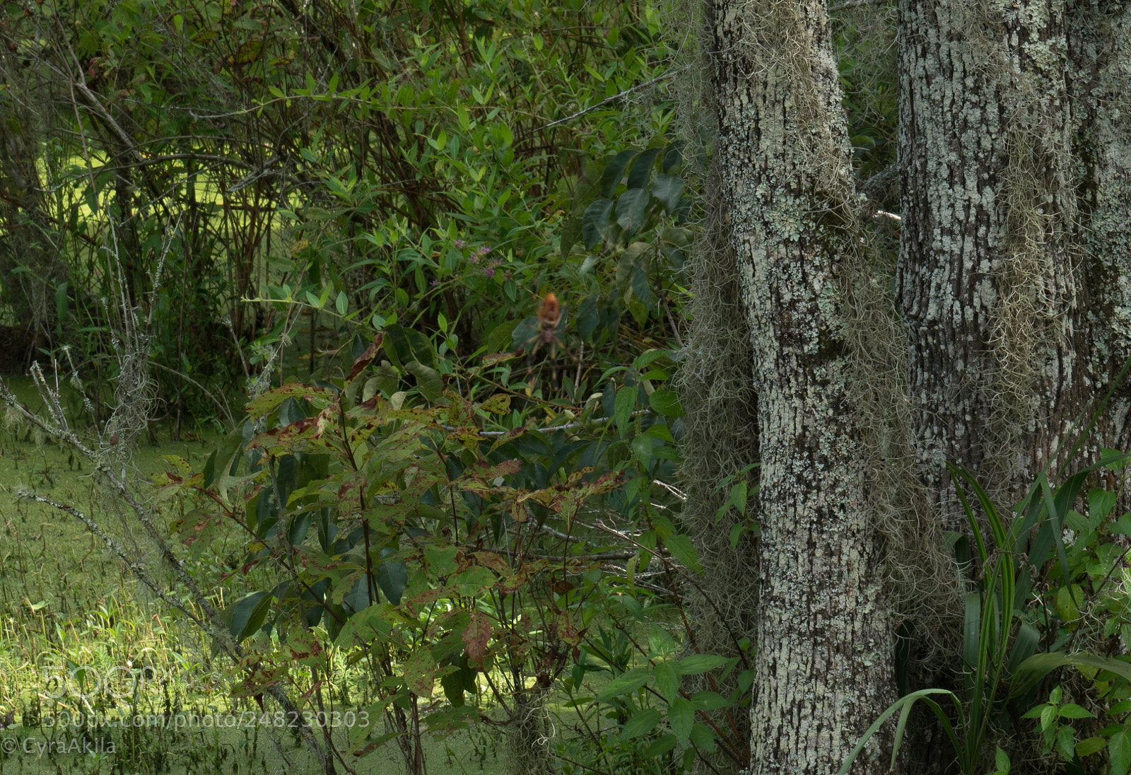 Sony a7R II sample photo. Magnolia plantation photography