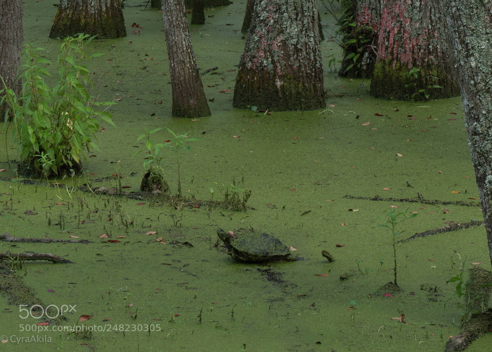 Sony a7R II sample photo. Magnolia plantation photography