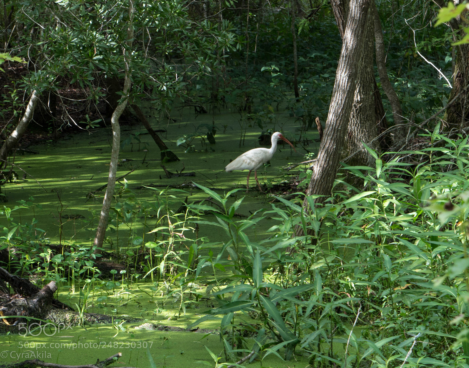 Sony a7R II sample photo. Magnolia plantation photography