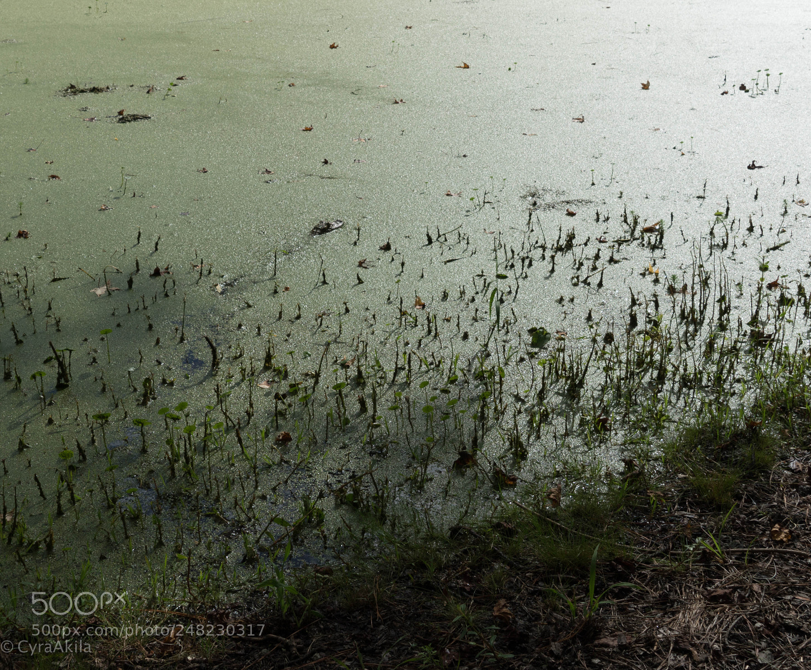 Sony a7R II sample photo. Magnolia plantation photography