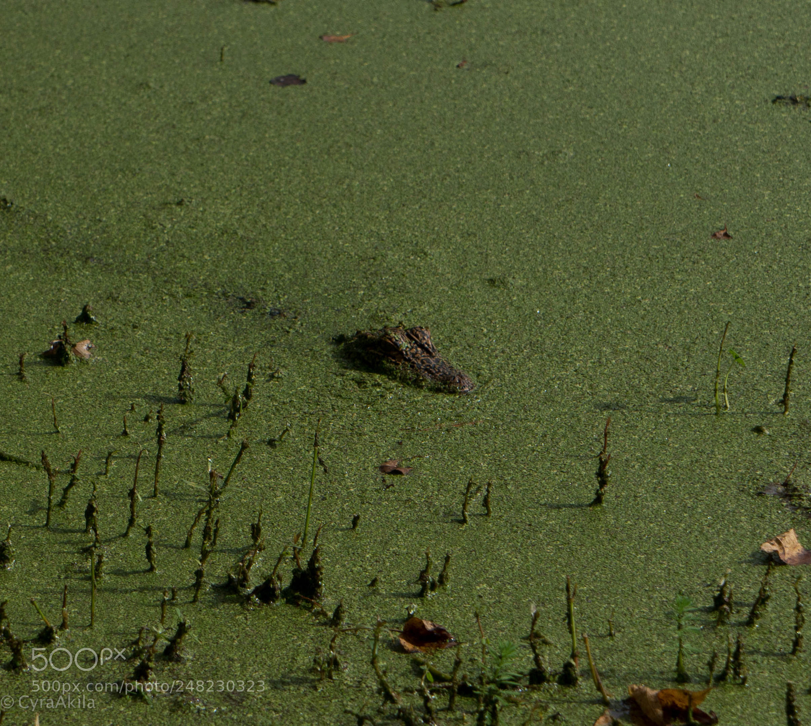 Sony a7R II sample photo. Magnolia plantation photography