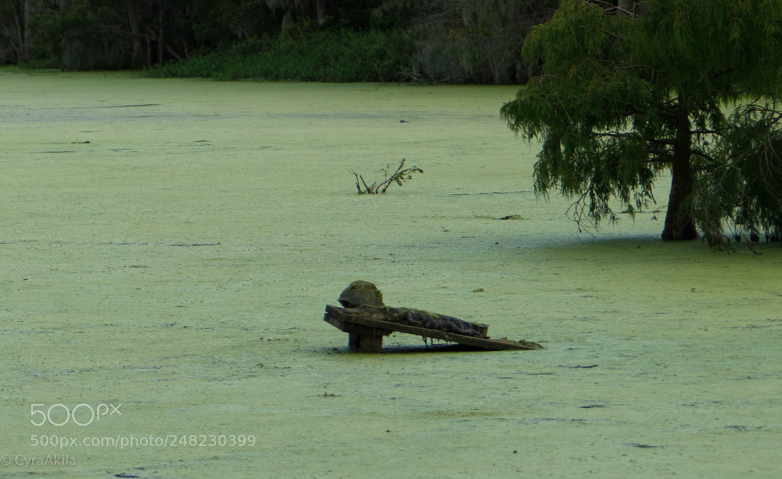 Sony a7R II sample photo. Magnolia plantation photography