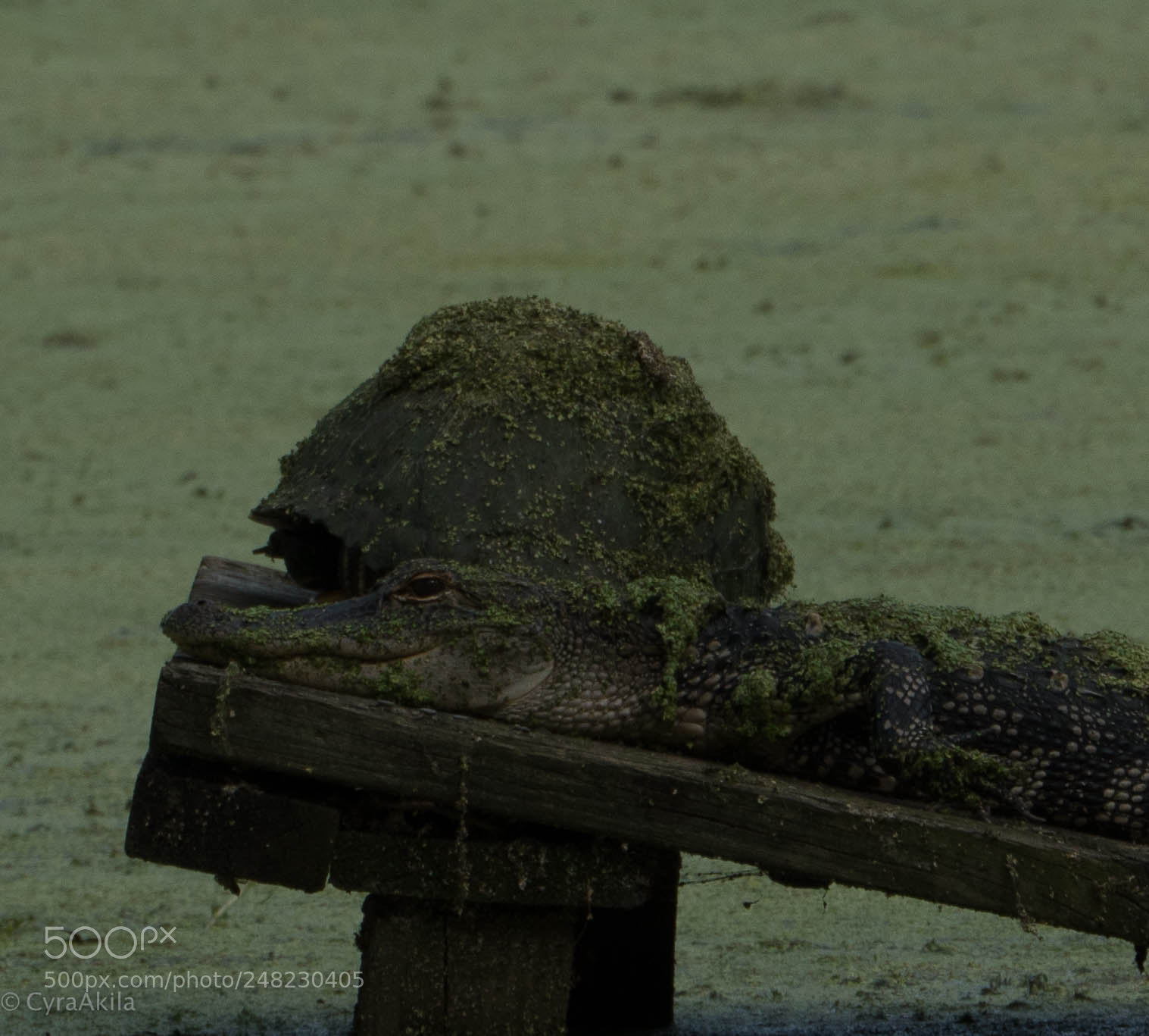 Sony a7R II sample photo. Magnolia plantation photography