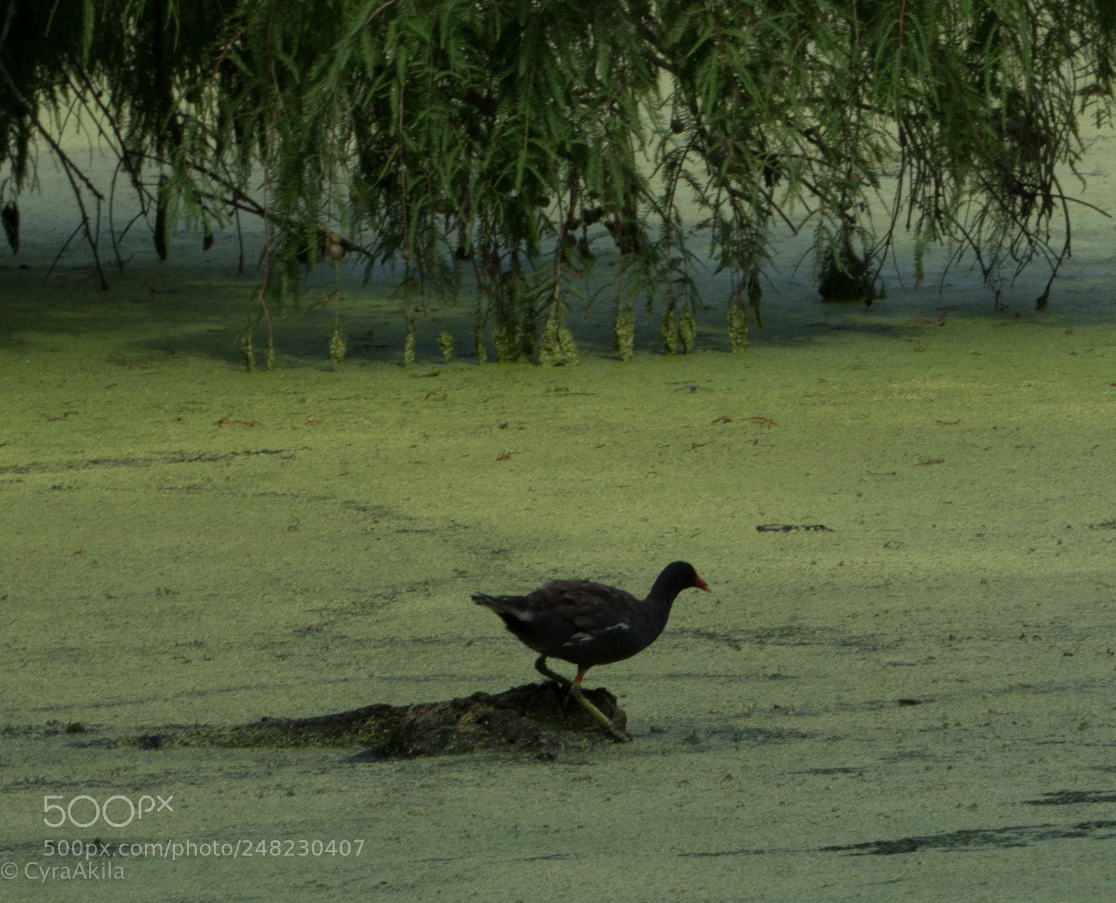 Sony a7R II sample photo. Magnolia plantation photography