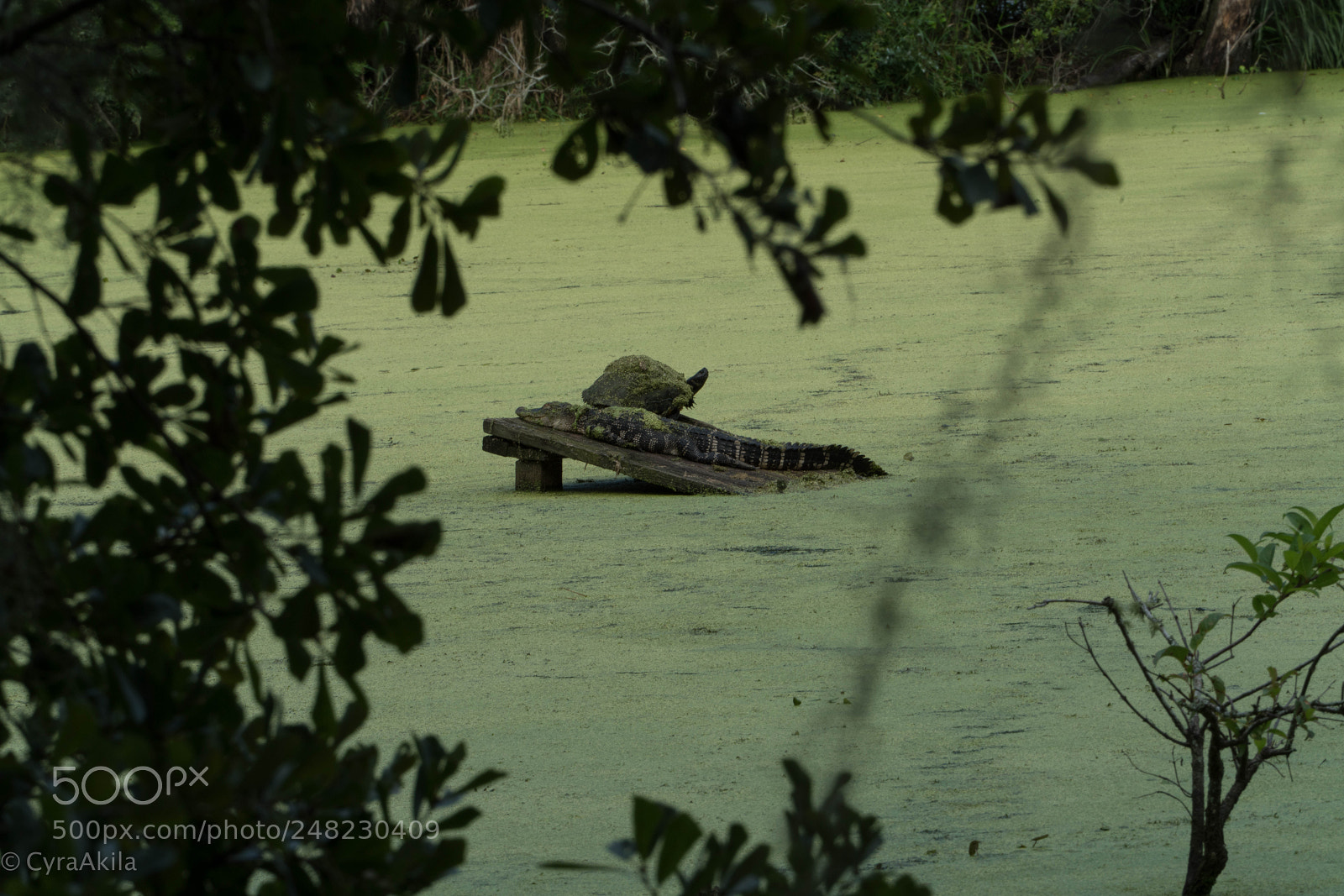 Sony a7R II sample photo. Magnolia plantation photography