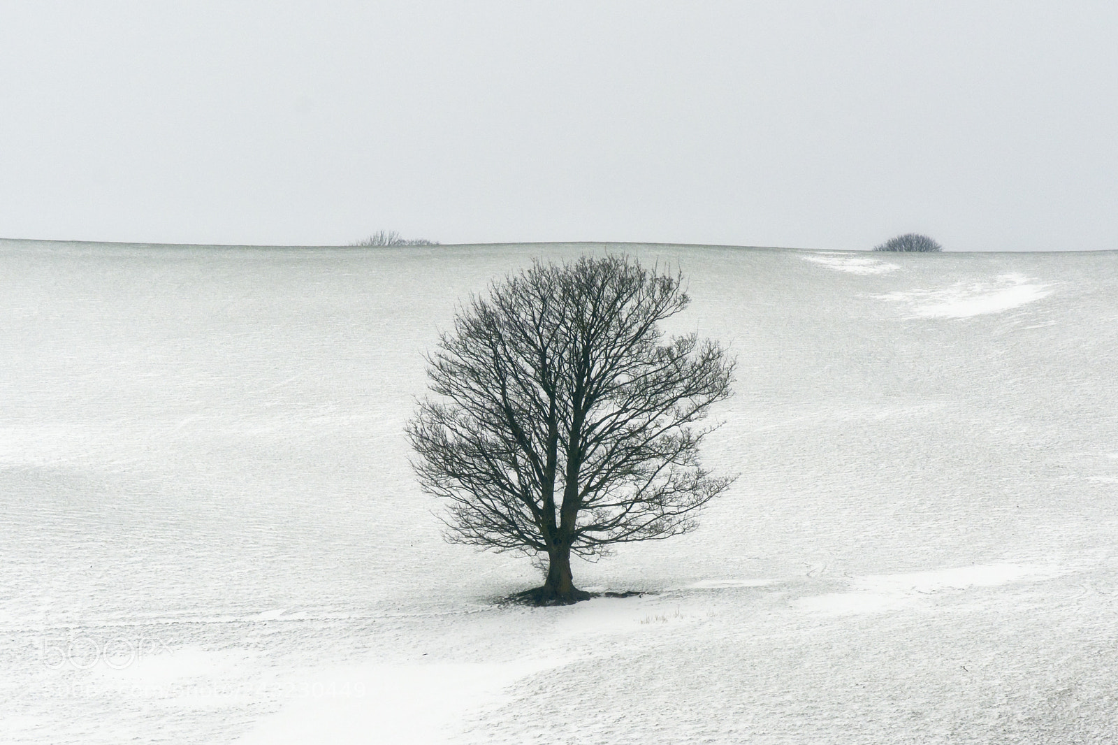 Nikon D7100 sample photo. The isolated tree photography