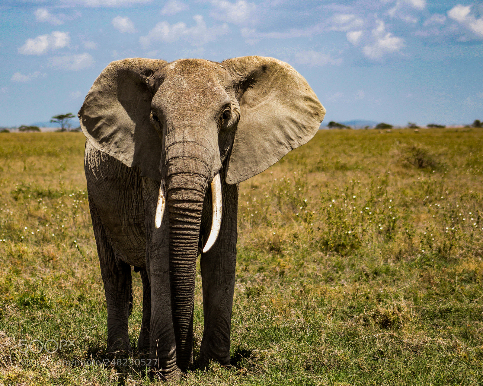 Canon EOS 1200D (EOS Rebel T5 / EOS Kiss X70 / EOS Hi) sample photo. Suspicious elephant while being photography