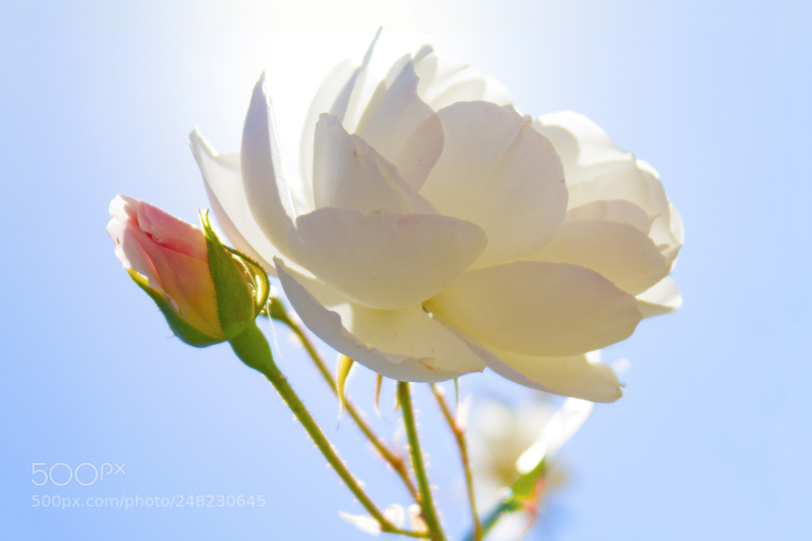 Canon PowerShot G7 X Mark II sample photo. Rose photography