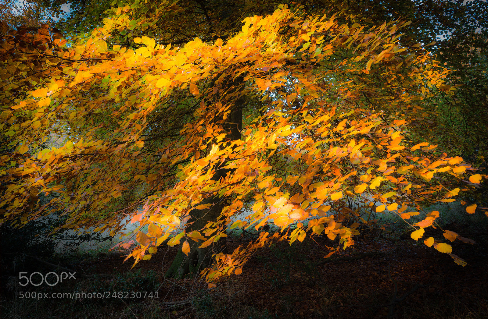Ricoh GR sample photo. Beech tree in autumn photography