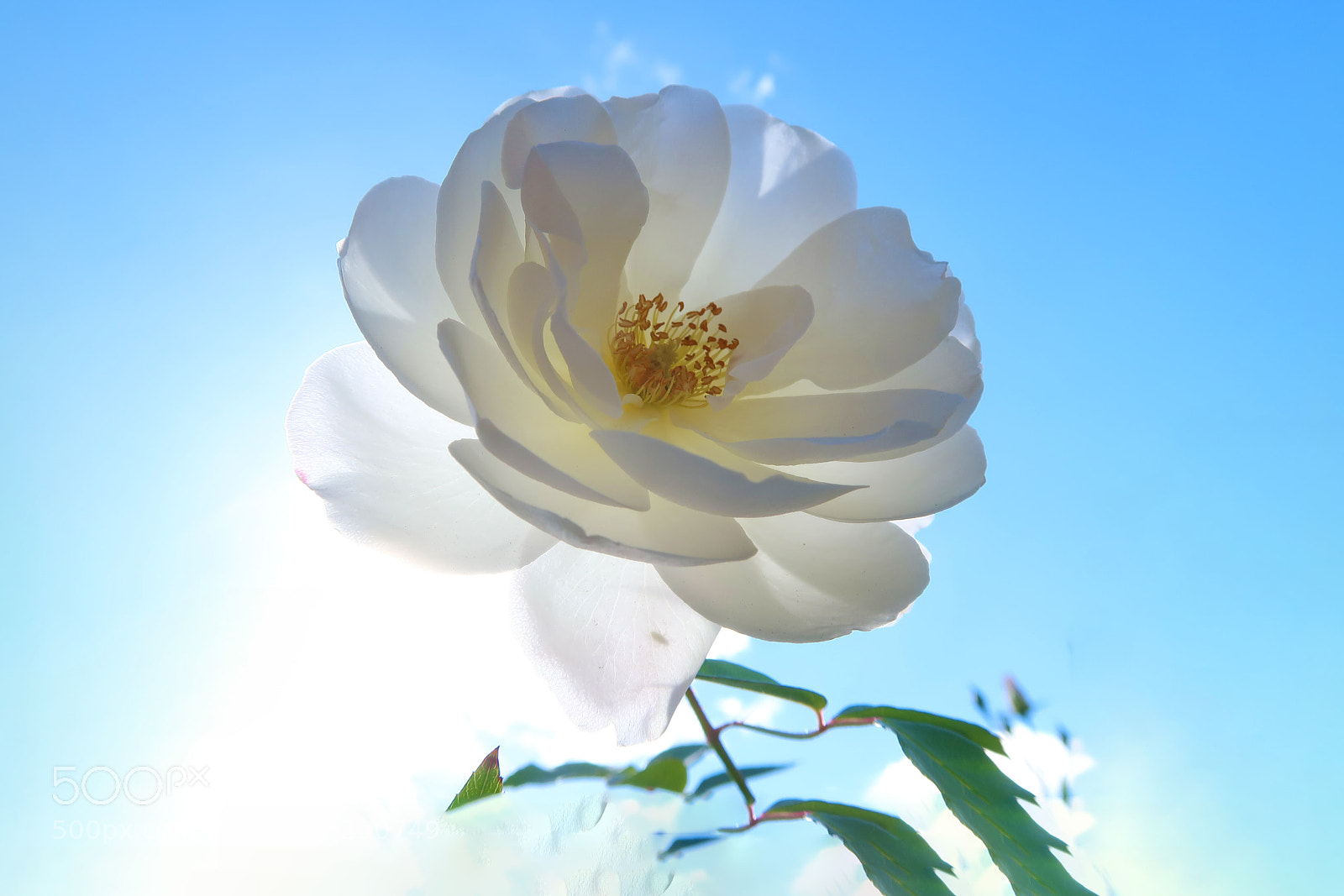 Canon PowerShot G7 X Mark II sample photo. Rose under blue sky ! photography