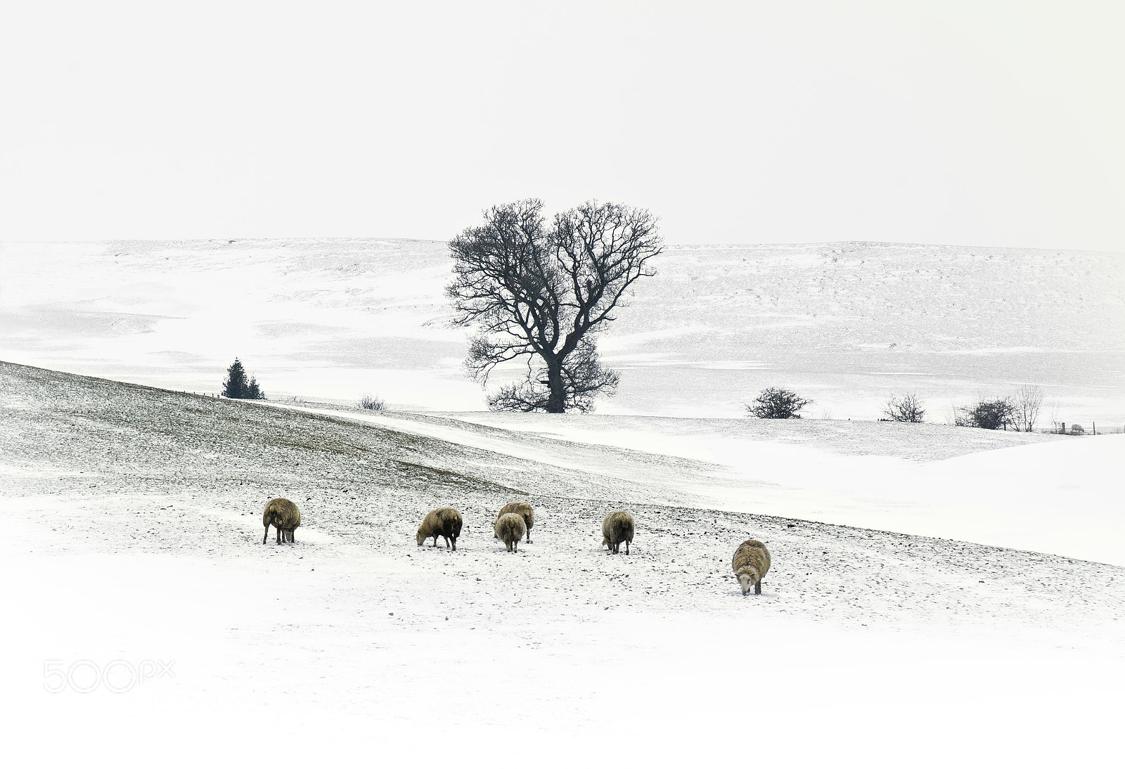 Nikon D7100 sample photo. Out in the cold photography