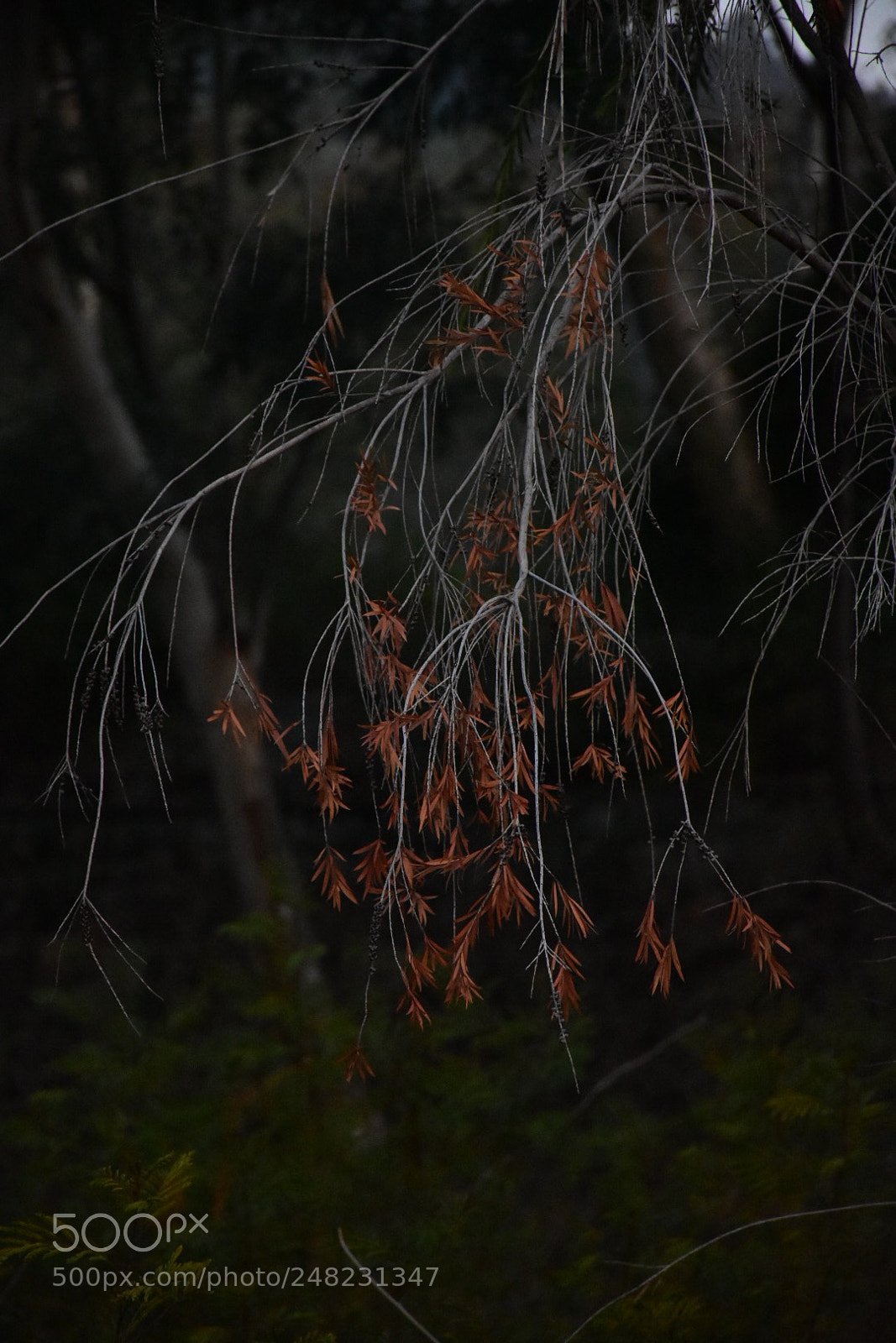 Nikon D7200 sample photo. Vibes... photography