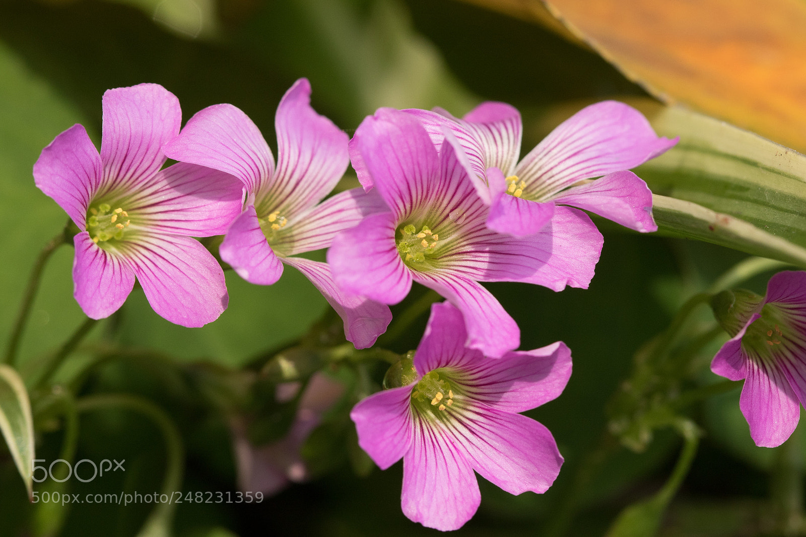 Canon EOS 7D Mark II sample photo. Chua me đất photography