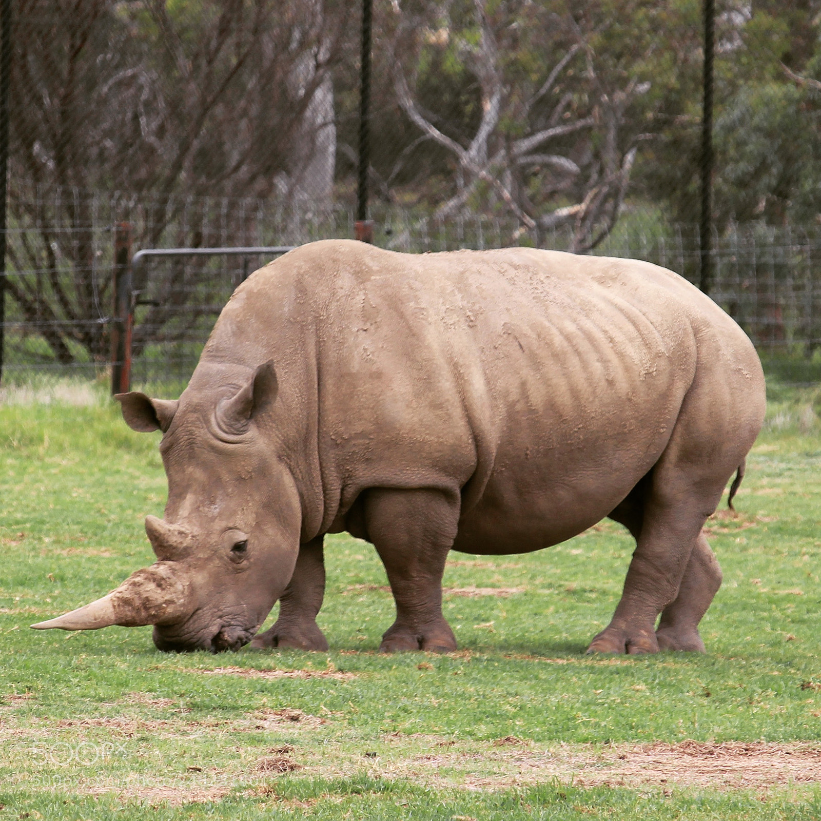 Canon EOS 700D (EOS Rebel T5i / EOS Kiss X7i) sample photo. A southern-white rhino grazing photography