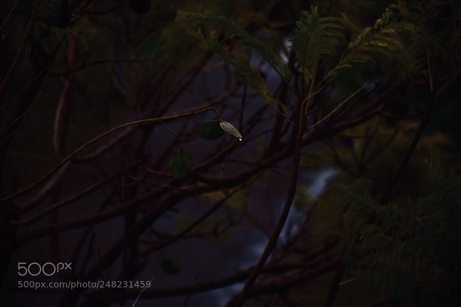 Nikon D7200 sample photo. Untitled photography