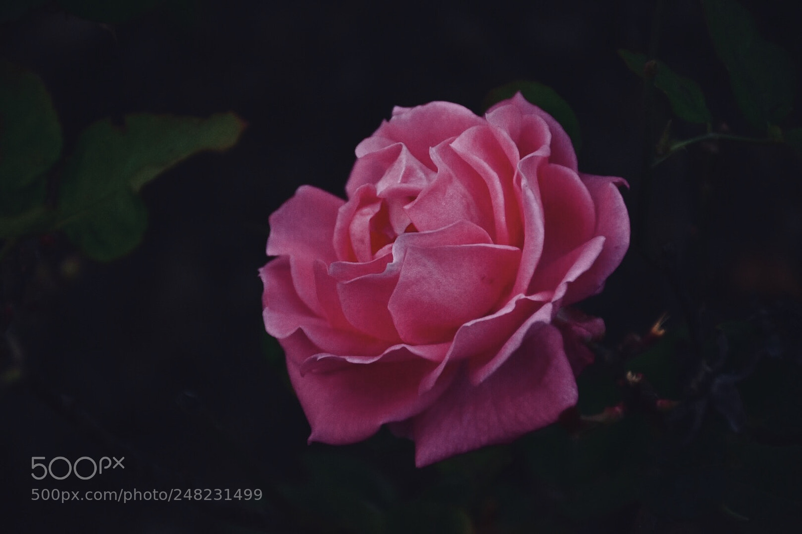 Nikon D7200 sample photo. Untitled photography